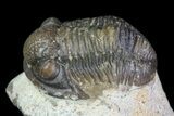 Bargain, Gerastos Trilobite Fossil - Morocco #69119-4